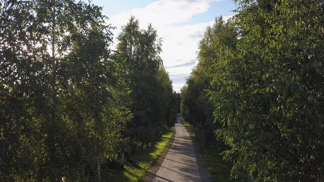 a path or a stone-paved driveway to a country house or estate. A brick road outside the city goes along an alley of large green trees, a birch. beautifully setting sun in summer. Shooting from a drone