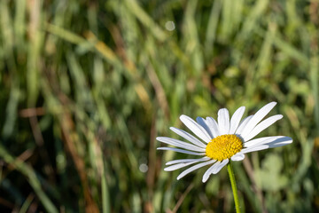 Wild white flower close up in green grassland