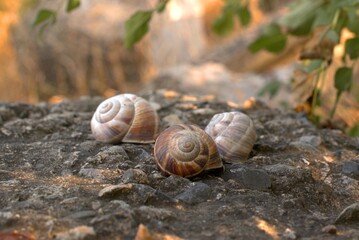 Snails on the slope, big snails are located on a large black stone, selective focus, bokeh