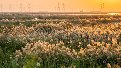 Pampas grass at abu nakla pond in qatar.
