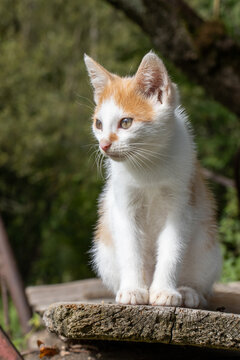 Adorable orange white cat sitting on old farm equipment in agricultural setting