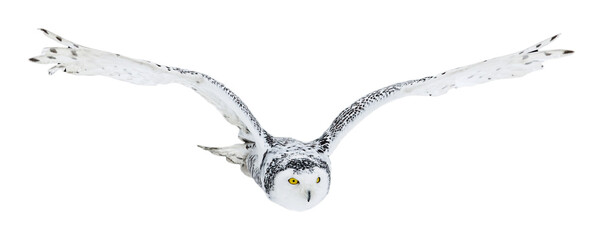 Naklejka premium Owl in flight isolated on transparent background. Snowy owl, Bubo scandiacus, flies with spread wings. Hunting arctic owl. Beautiful white polar bird with yellow eyes. Winter in wild nature habitat.