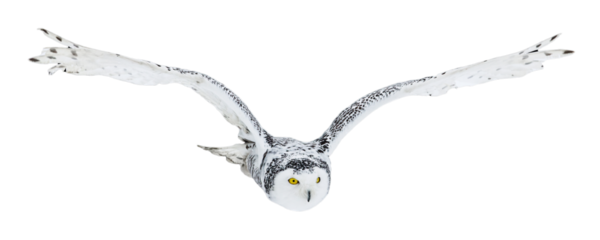 Owl in flight isolated on transparent background. Snowy owl, Bubo scandiacus, flies with spread wings. Hunting arctic owl. Beautiful white polar bird with yellow eyes. Winter in wild nature habitat.
