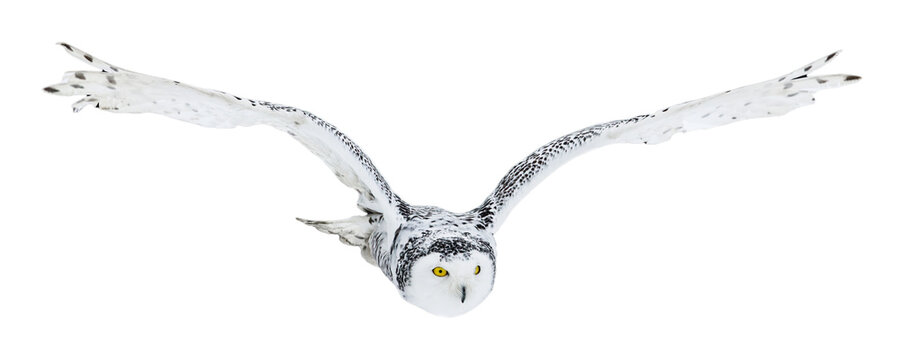 LEGO Harry Potter Hedwig Owl Minifigure Bird Of Prey Wizard Hogwarts Castle