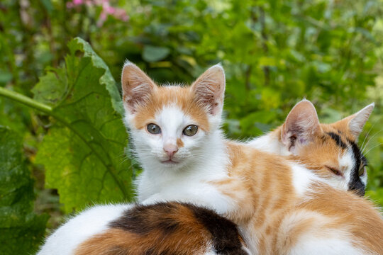 Cute adorable orange white kitten with mother
