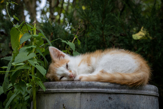 Cute adorable orange white kitten sleeping on steel bucket in agricultural setting