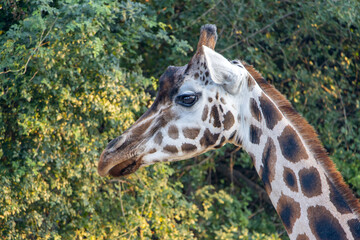Portrait of a Nubian giraffe - giraffa camelopardalis rothschildi (GIRAFFA CAMELOPARDALIS)