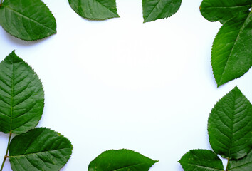 Leaves composition. Frame made of green leaves on white background. 