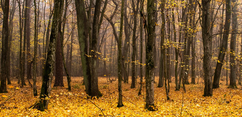 View of the autumn forest