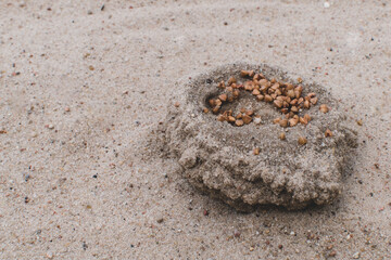 Grains of different cereals in the sand