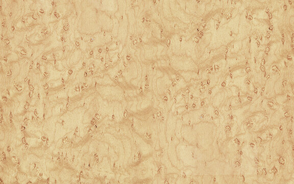 Bleached burl wood texture high resolution
