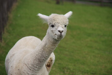 Obraz premium Alpace in white and brown at grass of Dyke in Nieuwerkerk aan den IJssel