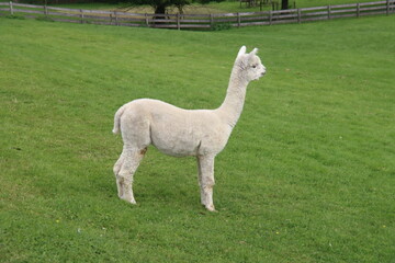 Alpace in white and brown at grass of Dyke in Nieuwerkerk aan den IJssel
