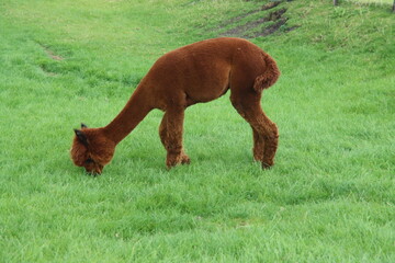 Alpace in white and brown at grass of Dyke in Nieuwerkerk aan den IJssel