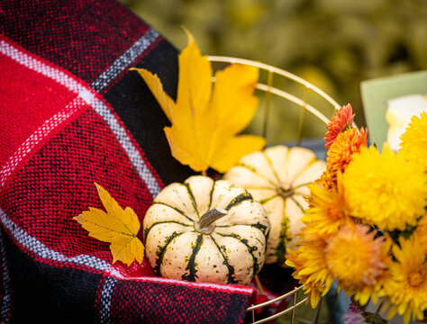Autumn still life with pumpkins, flowers chrysanthemums and red blanket on table. Autumn background with autumnal decorations