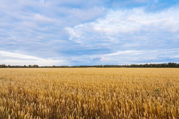 Ripe golden wheat spikelets on the field in beautiful sunset lights. Selective focus. Shallow depth of field.