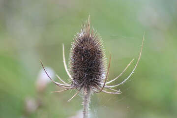 A Close-up View of the Wild Flower Common Teasel or Dipsacus fullonum finished blooming