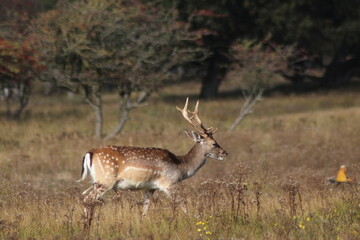Deer at the Amsterdamse Waterleiding Duinen in the Dune