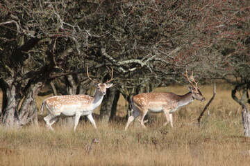 Deer at the Amsterdamse Waterleiding Duinen in the Dune