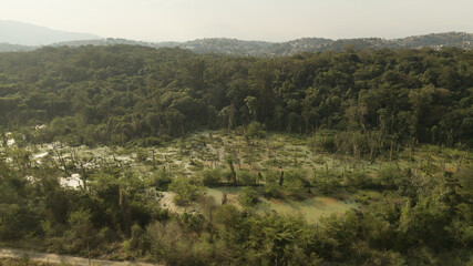 Fototapeta premium A forest remnant of the Camboatá Forest in the northern part of Rio de Janeiro is home to endemic fish and plants. This region has become a protected area. Rio de Janeiro, Brazil