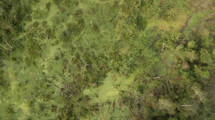 A forest remnant of the Camboatá Forest in the northern part of Rio de Janeiro is home to endemic fish and plants. This region has become a protected area. Rio de Janeiro, Brazil