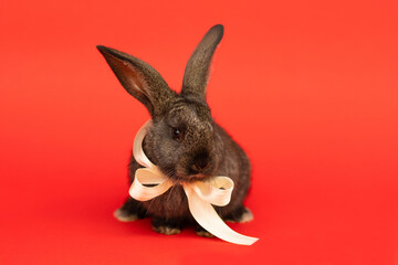 Greeting 2023. christmas rabbit on red background. new year baby bunny with bow, ribbon. place for text, copy space, calendar, postcard, card. soft focus