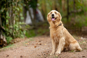 Cute golden retriever is waiting for its owner and wants to play