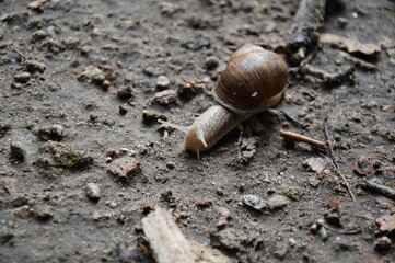 snail