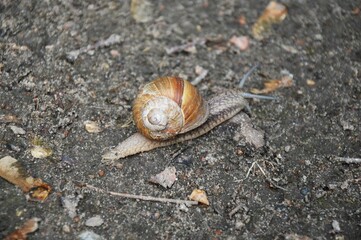 snail