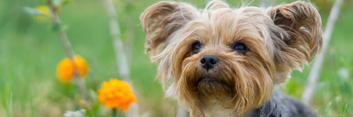 Yorkshire Terrier puppy sitting on the grass close to flowers. Funny small York puppy on golden hour time photography. close up