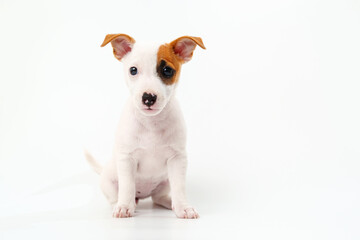 a jack russell terrier puppy on a white background. poster