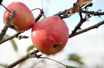 red apples of the new harvest in autumn on the branches