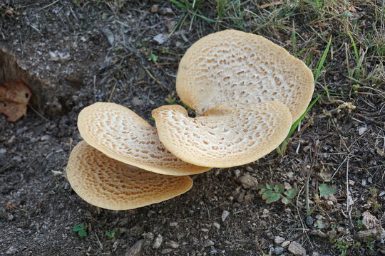 Close up of yellow mashroom surface texture grow on the ground in the forest at late summer