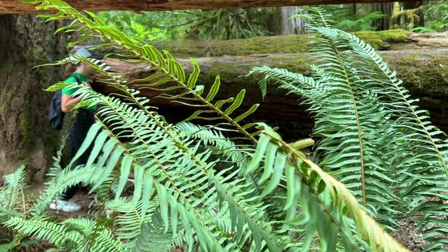 MacMillan Provincial Park Seven Wonders of Canada Vancouver island ancient Douglas fir Cathedral Grove old growth Douglas fir forest British Columbia cathedral grove huge thousand year old trees moss