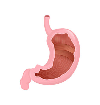 Stomach organ. Flat cartoon vector illustration. Health care concept. Isolated vector icon. Human organs isolated on white background.
