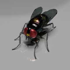 computer rendered illustration of a house fly