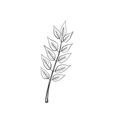 Vector sketch illustration. Palm foliage. Continuous line drawing. Vector outline illustration. Palm leaves.