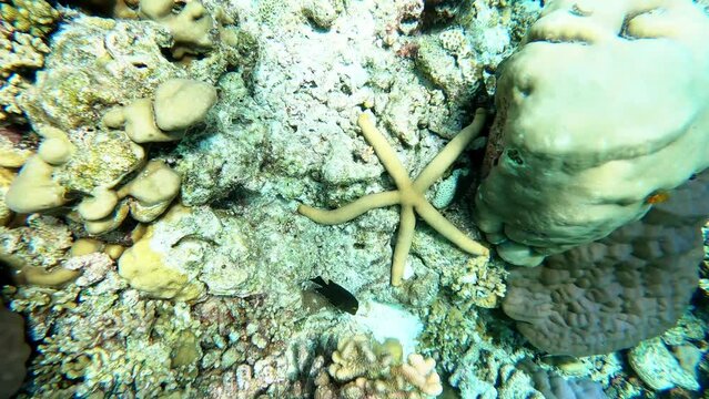 starfish, swimming exotic multicolored fish and corals. underwater video. 