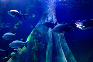 Fish in one of the aquariums at Bioparque Pantanal (Pantanal Aquarium), in Campo Grande, Mato...