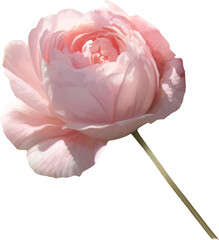 Pink rose with green stem. Feature floral, realistic hand drawn art, isolated background.