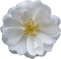 White petal bloom, beautiful feature flower, yellow center, hand drawn realistic art, isolated background png.