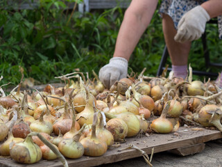 the girl sorts out the onion for storage