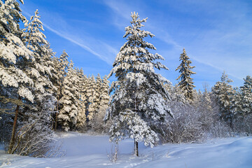 Snowy winter landscape in the forest . Snowy forest. An article about winter.