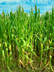 View Of Corn Crop Growing In Field. Corn plants in a cornfield against a a sunny blue sky