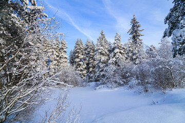 Snowy winter landscape in the forest . Snowy forest. An article about winter.
