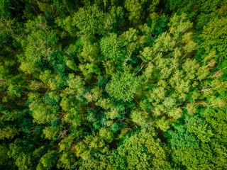 Schuss von Bäumen im Wald. Draufsicht auf das Waldpanorama © EwaStudio