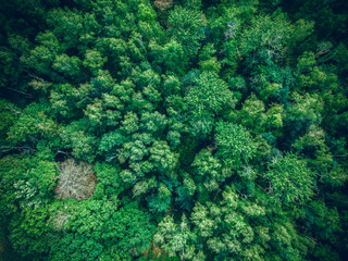 Shot Of Trees In Forest.  top view on the forest panoramic
