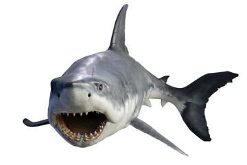 Fototapeta premium Shark isolated on white background. Great White Shark Attack.