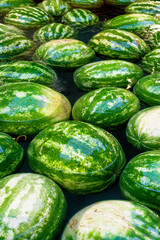 Watermelons float on the surface of water.  Concept of watermelon day