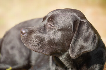A black labrador retriever lies on a beige natural background on a sunny day. The dog is resting.